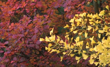 Trees with red and gold foliage