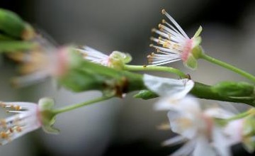 A flower blossom