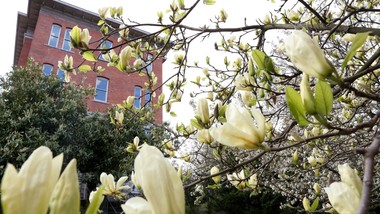 Garrand building shown behind a magnolia tree in bloom