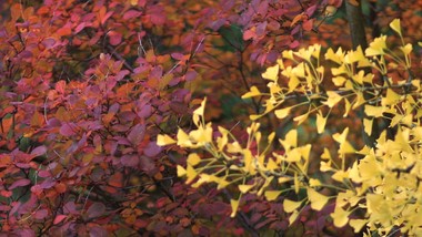 Trees with red and gold foliage