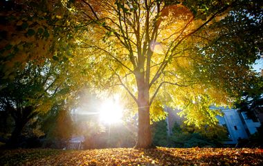 An image of light filtering through a leafy tree