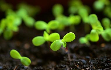 Bright green seedlings