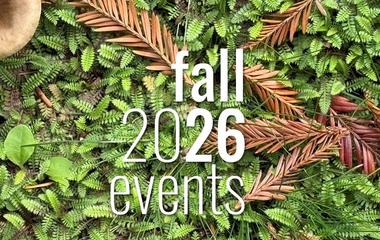 Photo of tiny green fern leaves and brown sprigs of fir trees