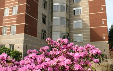 pink flowers in front of a five-story building
