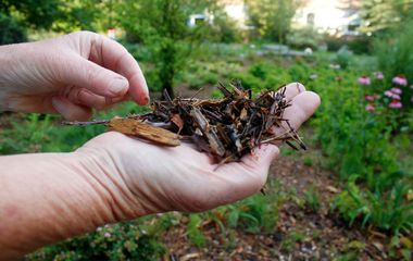 Hands holding compost with greenery in the background