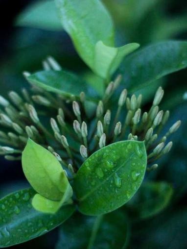 Plant leaves