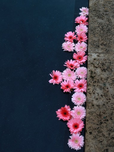 Pink flowers on a blue surface.