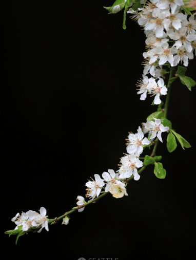 Picture of a white flower.