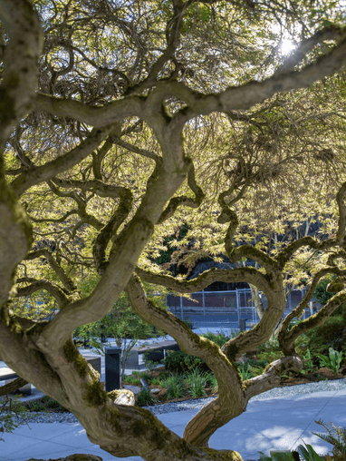 Tree on campus