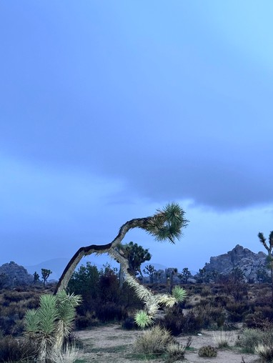 a bent tree in a desert at dusk