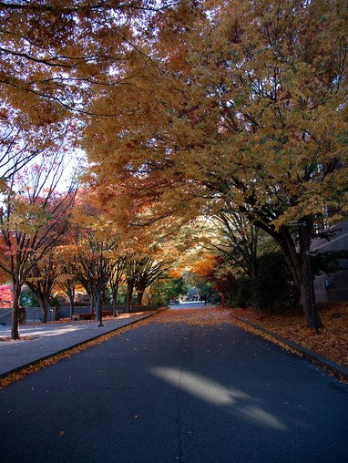 trees in autumn colors lining the upper mall