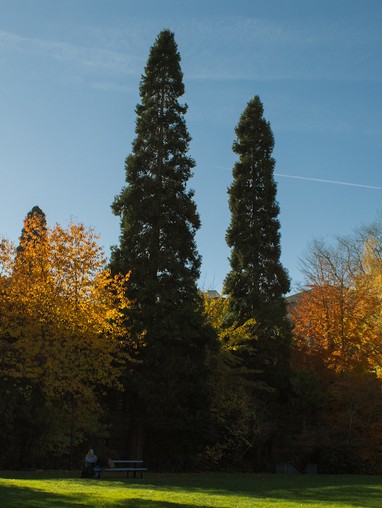 Incense Cedar trees