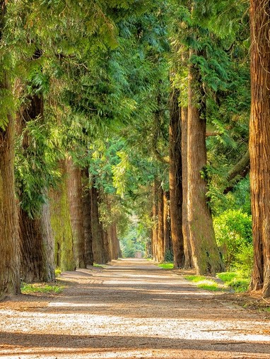 Decorative Image: Gravel Path Through Trees