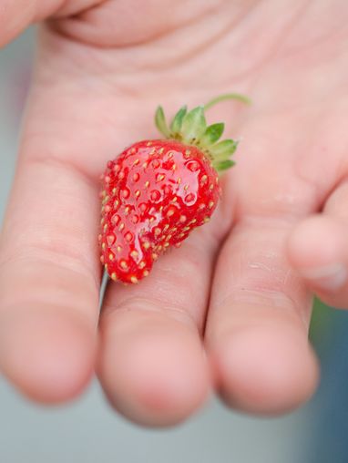 a hand-picked strawberry in the palm of someone