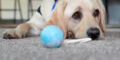 Dogs northwest