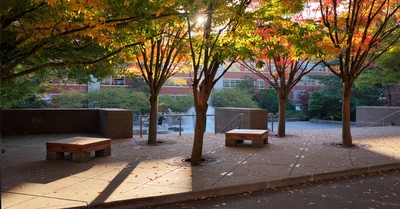 Fall 2025 Leaves