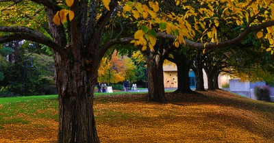Fall Image