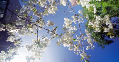 Spring flowers