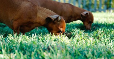 Dogs