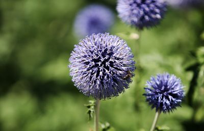 Summer purple flowers