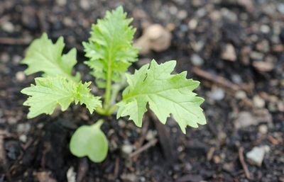 close up of a veggie seedling