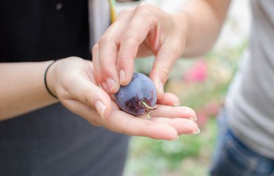 a campus grown plum