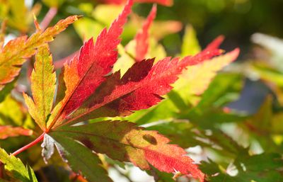 Autumn Leaf