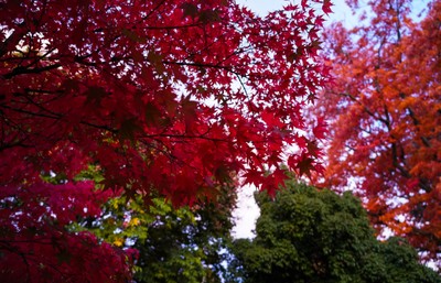 Red leaf trees on campus