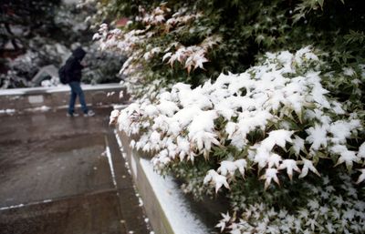 Snow on Trees on Campus