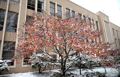 Snow on Tree