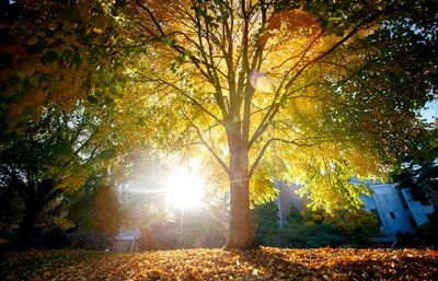 sunlight making a tree with autumn leaves glow gold