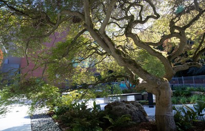 intricate zigzagging tree branches of a Japanese maple at the Kubota Legacy Garden at SU