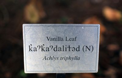 plant identification sign for vanilla leaf in English, Lushootseed and Latin