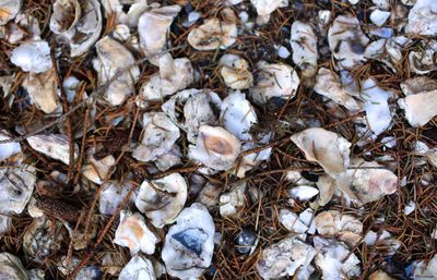 oyster shells mixed in the mulch