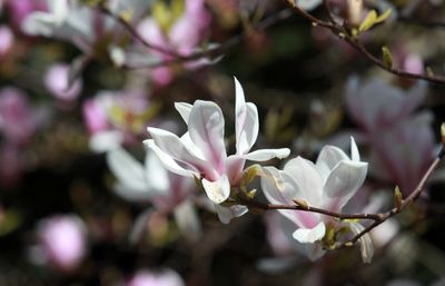Spring Cherry Blossoms