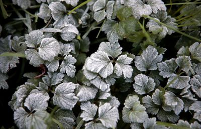 Frost on Leaves