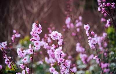 Sprigs of Pink Blossoms