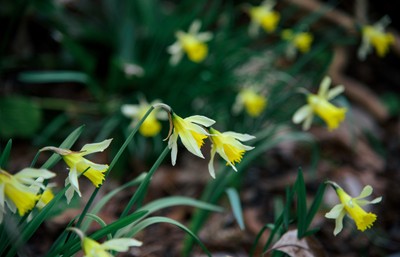Daffodils Blooming