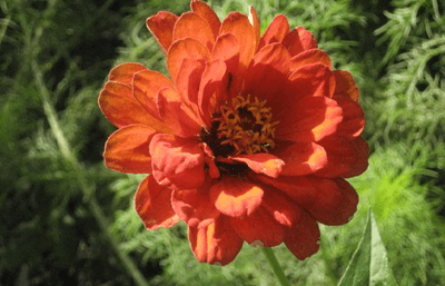 Biodiversity Garden