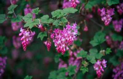 Bunches of pink flowers