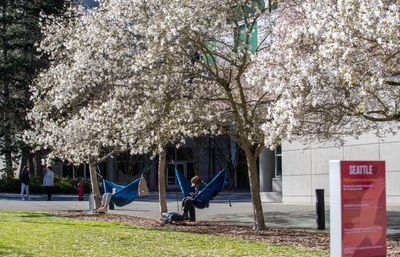 Students in hammocks under flowering trees