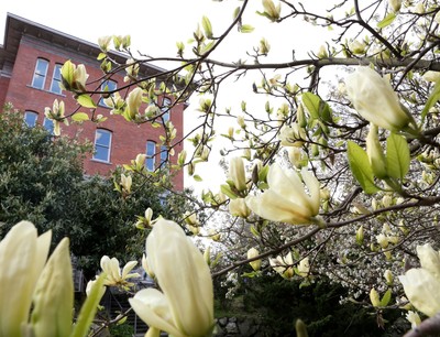 Garrand building shown behind a magnolia tree in bloom