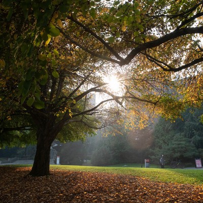 Sun showing through fall leaves on campus