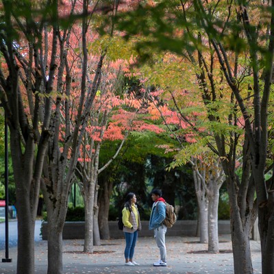 Two students standing in a plaza filled with trees in fall color