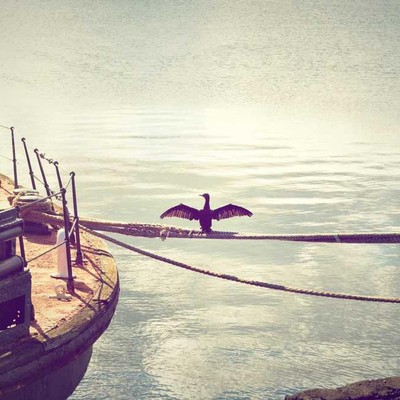 Bird flexing on a rope