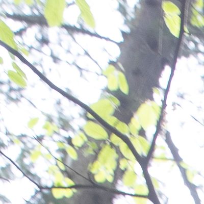 Student doing research in the forest