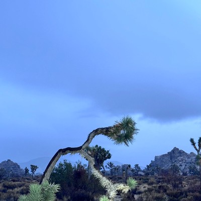 a bent tree in a desert at dusk