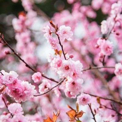 Spring On Campus