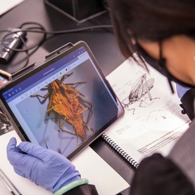 A woman is using an ipad to look at a bug.