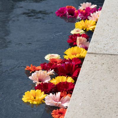 Flowers floating in the Reflecting Pool at Seattle University